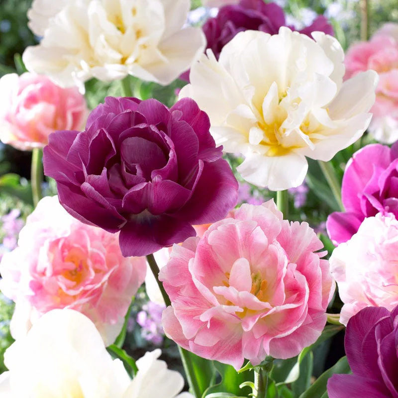Featured Flower Bulbs
