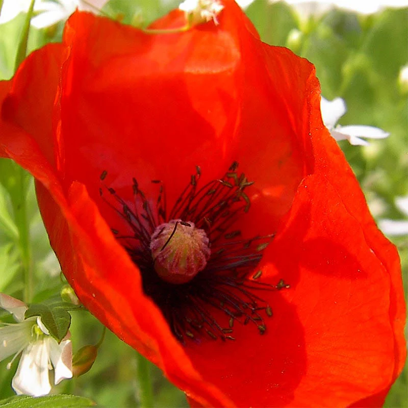 Most Popular Plants