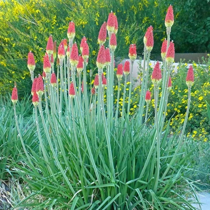 Kniphofia | Red Hot Poker