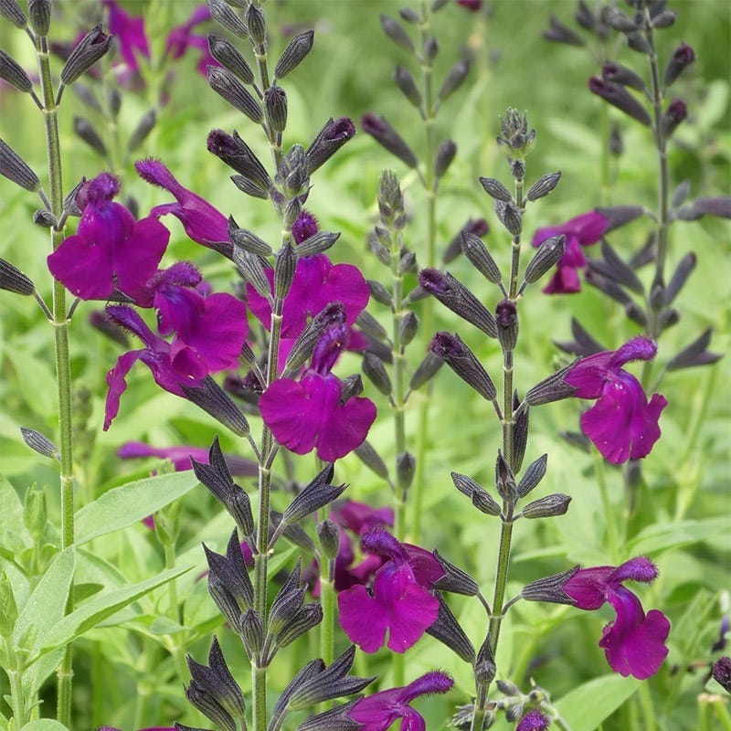Featured Plants